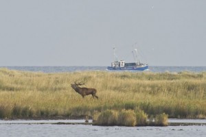 Hirschbrunft im Dünengelände des NSG Darsser Ort, im Hintergrund Fischerboot auf der Ostsee (Quelle: ArcoImages / D. Mahlke )