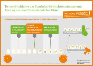 Kükenbestimmung