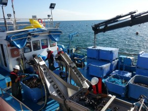 Companhia de Pescarias do Algarve rope grown Mediterranean processing mussels