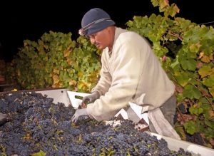 Foto: California Wine Institute