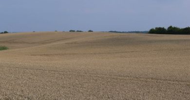 Monotoner Getreideschlag - Foto: Nabu, Ingo Ludwichowski