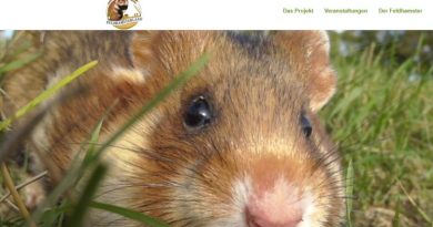 Deutsche Wildtier Stiftung - Für den Feldhamster fällt Erntedank aus