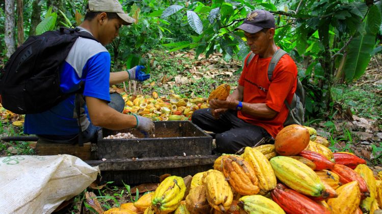 Gutes tun mit Gaumenfreuden – Das Anbauprojekt der Naturata Herkunftsschokolande Brasilien feinbitter