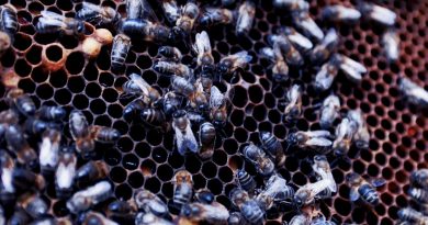 Slow Food zum Weltbienentag – Gravierendes Ausmaß des Bienen- und Insektensterbens - Foto: Slow Food