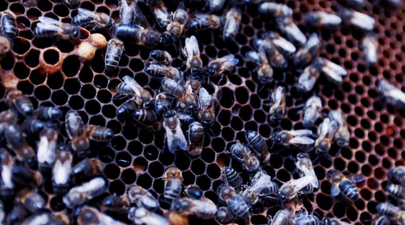 Slow Food zum Weltbienentag – Gravierendes Ausmaß des Bienen- und Insektensterbens - Foto: Slow Food