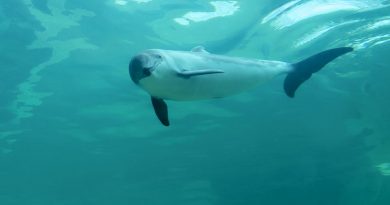 Zum Welttag des Meeres - NABU fordert wirksamen Schutz der Meere - Foto: Nabu - Schweinswal im Becken im Ecomare