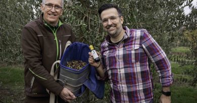 Michael Becker und Bastian Jordan bei der Olivenernte auf dem Gartenhof Becker - Foto: Gartenhof Becker/JordanOlivenöl