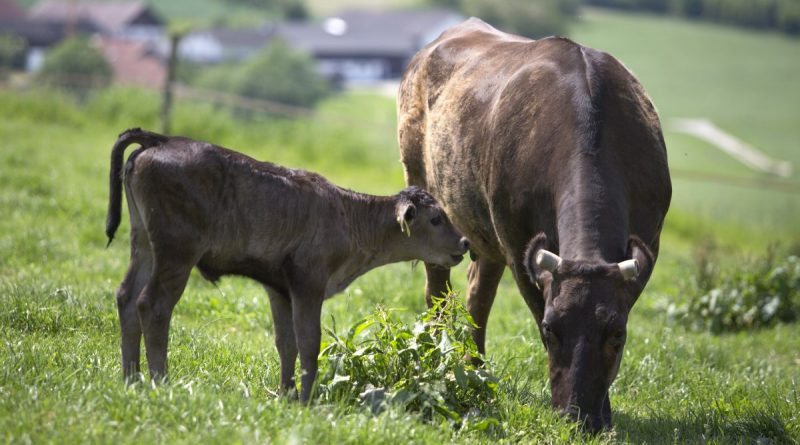 Wagyu Weide Wurmannsquick_Rottal-Inn_- Foto : Tourismusverband Ostbayern,_Herbert Stolz