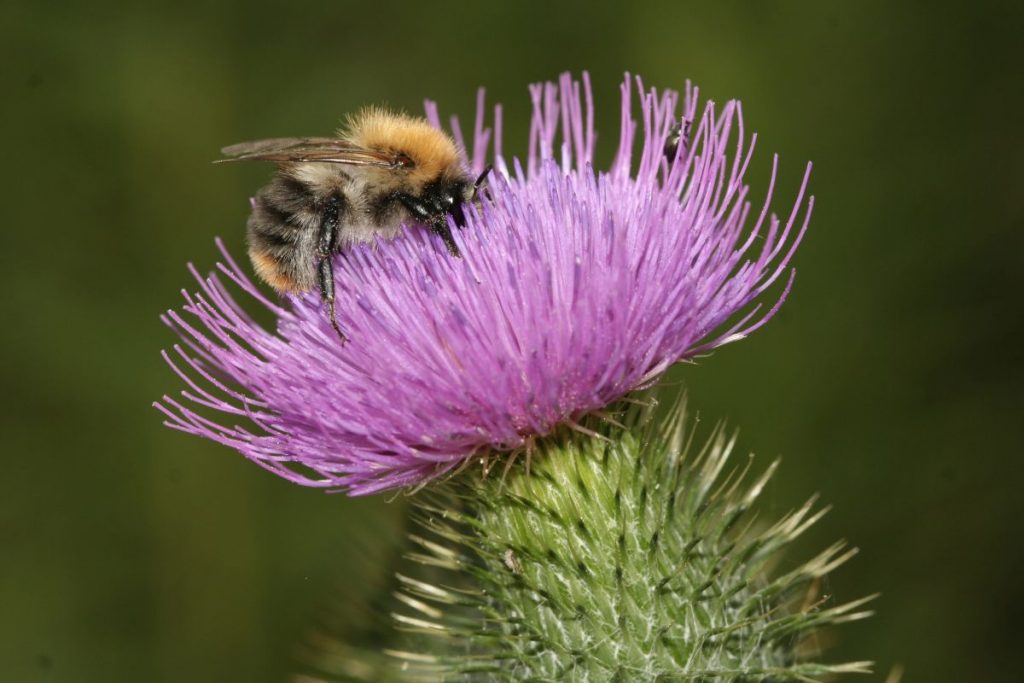 Hummel auf gewöhnlicher Kratzdistel - Foto: NABU