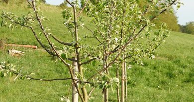 Der Apfel fällt nicht weit vom Stamm: Im Kern nachhaltige BHB Unternehmensgruppe übernimmt Apfelbaum-Patenschaft am Ammersee