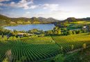 Österreichs Weinjahr 2022