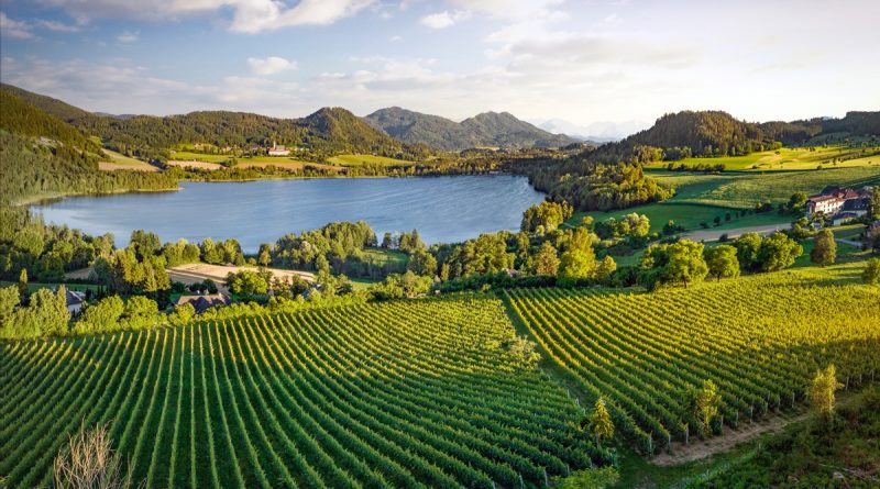 Österreichs Weinjahr 2022