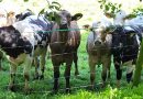 foodwatch gegen Anbindehaltung bei Rindern