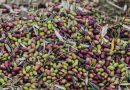 Olivenernte – Was ist wichtig?