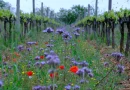 Château Duvivier: Nachhaltiger Weinanbau trifft Forschung und Erholung