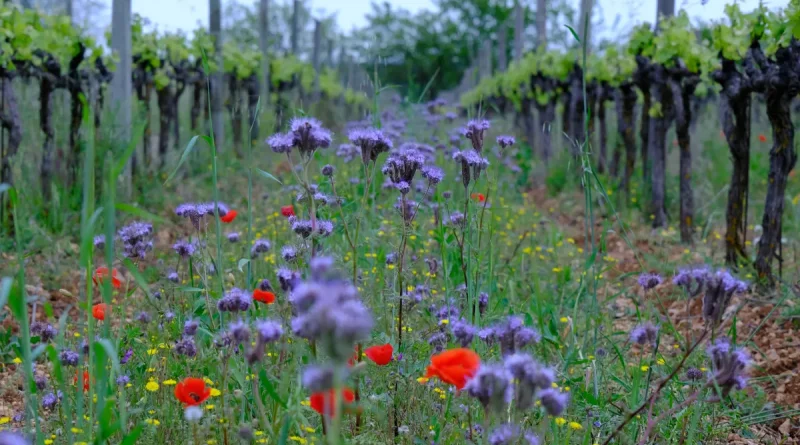 Château Duvivier: Nachhaltiger Weinanbau trifft Forschung und Erholung