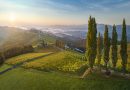 Österreichs flüssiges Gold: Wie Wein Kultur, Regionen und Wirtschaft verbindet