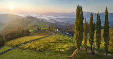 Österreichs flüssiges Gold: Wie Wein Kultur, Regionen und Wirtschaft verbindet