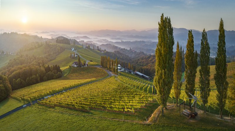 Österreichs flüssiges Gold: Wie Wein Kultur, Regionen und Wirtschaft verbindet