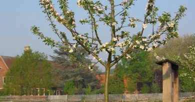 Obstbäume fachgerecht schneiden: Kursangebot der Landwirtschaftskammer NRW