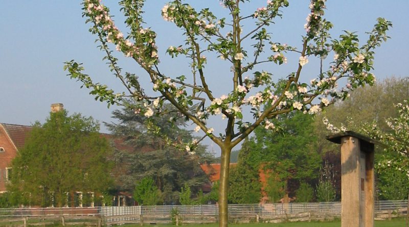 Obstbäume fachgerecht schneiden: Kursangebot der Landwirtschaftskammer NRW