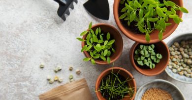 Saatgutbibliotheken: Nachhaltig gärtnern und klimaresiliente Vielfalt fördern