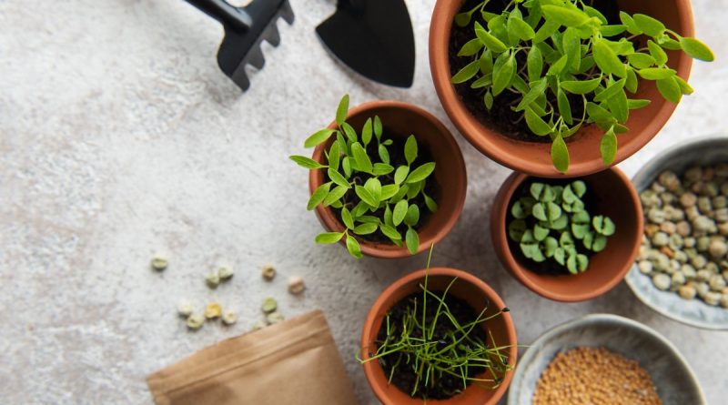 Saatgutbibliotheken: Nachhaltig gärtnern und klimaresiliente Vielfalt fördern