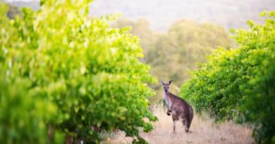Südaustralien erhält ersten eigenen MICHELIN Guide Australiens