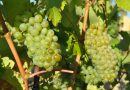 Sommerwein mit gutem Gewissen: Nachhaltiger Genuss ohne Chemie